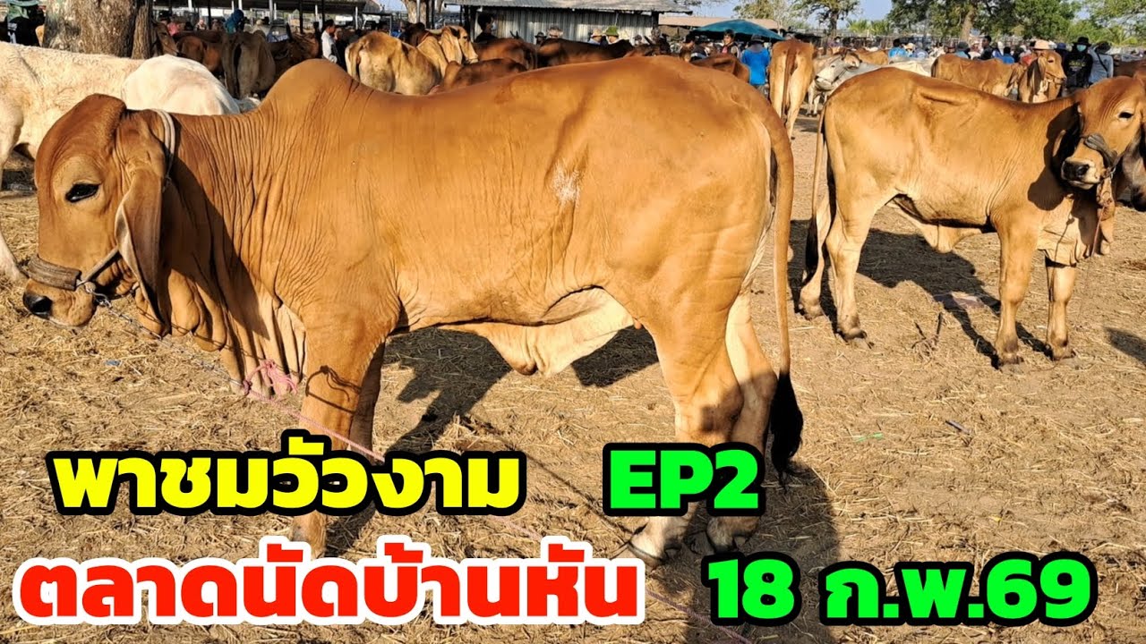 มาแล้วครับ‼️พาชมวัวงาม ตลาดนัดบ้านหัน EP2 ของดีทีเด็ด เลือกชมได้เลย
