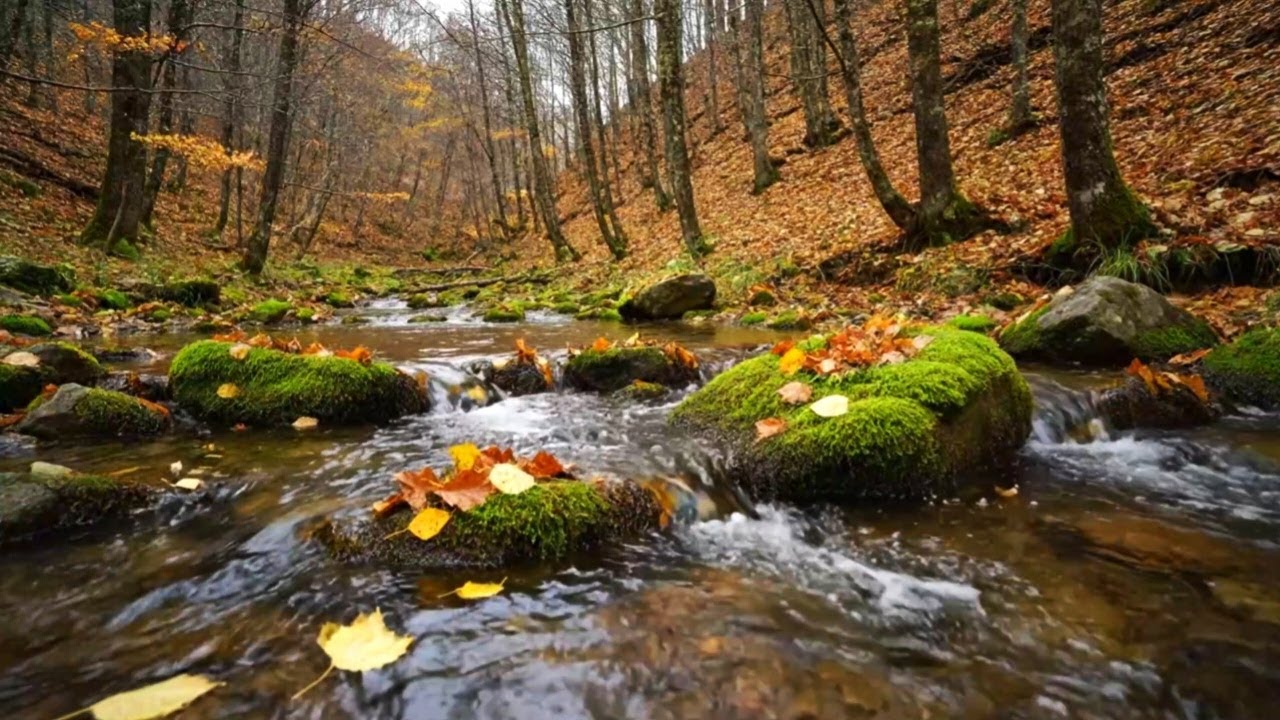SOOTHING WATER RIVER ASMR | NATURAL AMBIENCE FOR BETTER SLEEP AND STRESS RELIEF