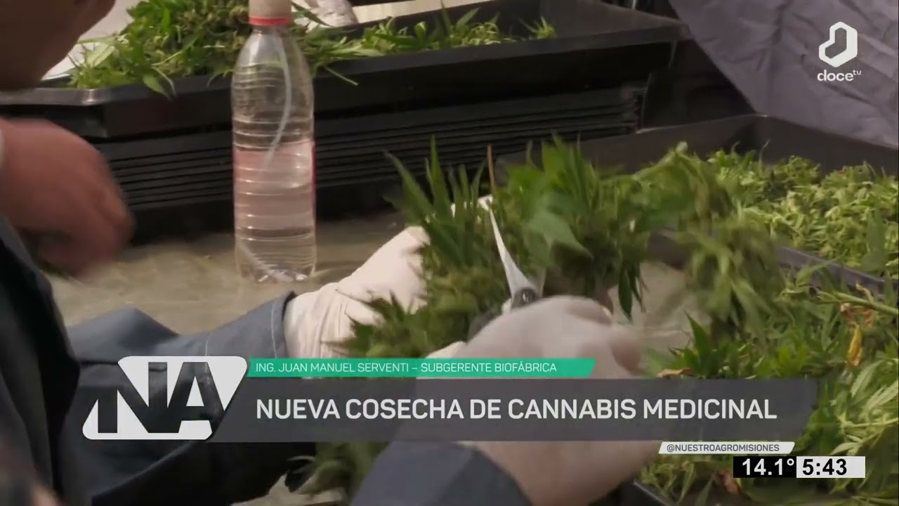 #NuestroAgro: Comenz&oacute; la cosecha de invernadero de cannabis