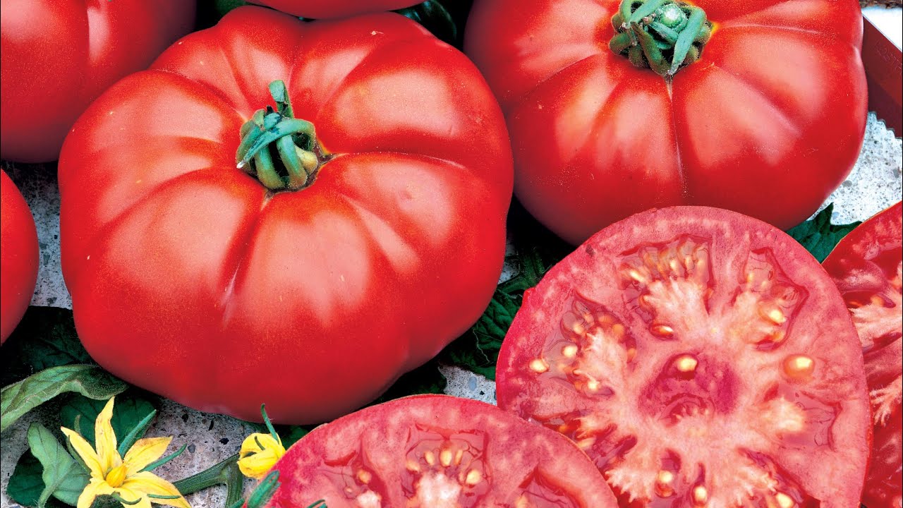 Tomate F1 Bellemar
