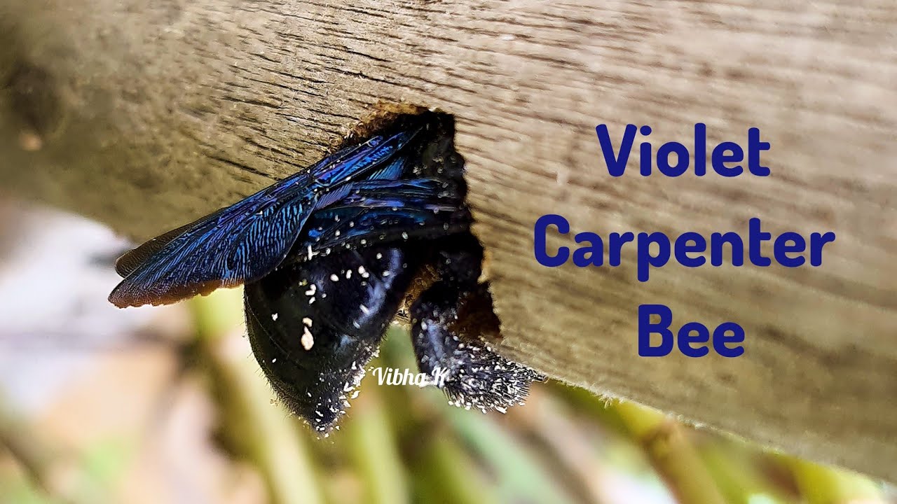 Violet Carpenter Bee 🐝 💜