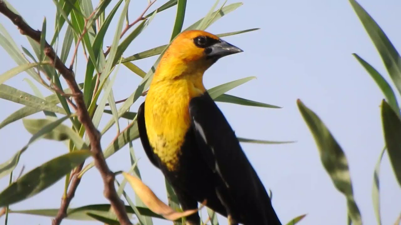 Tordo Cabeza Amarilla (Xanthocephalus xanthocephalus)