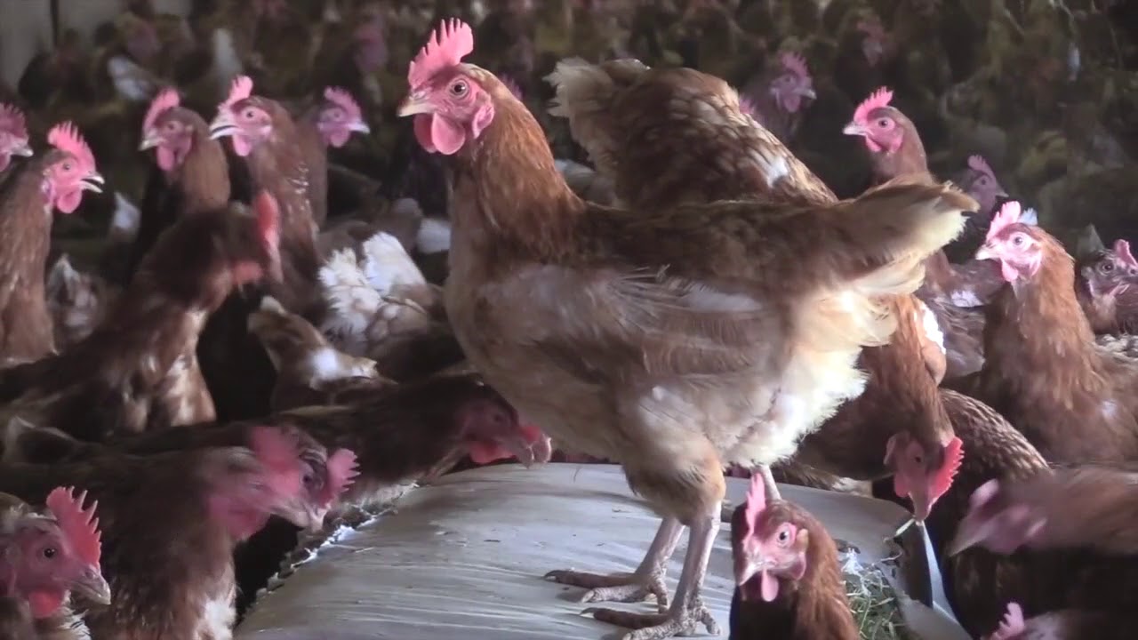 Farmer's lucerne pecking bales improves well being of layer flock