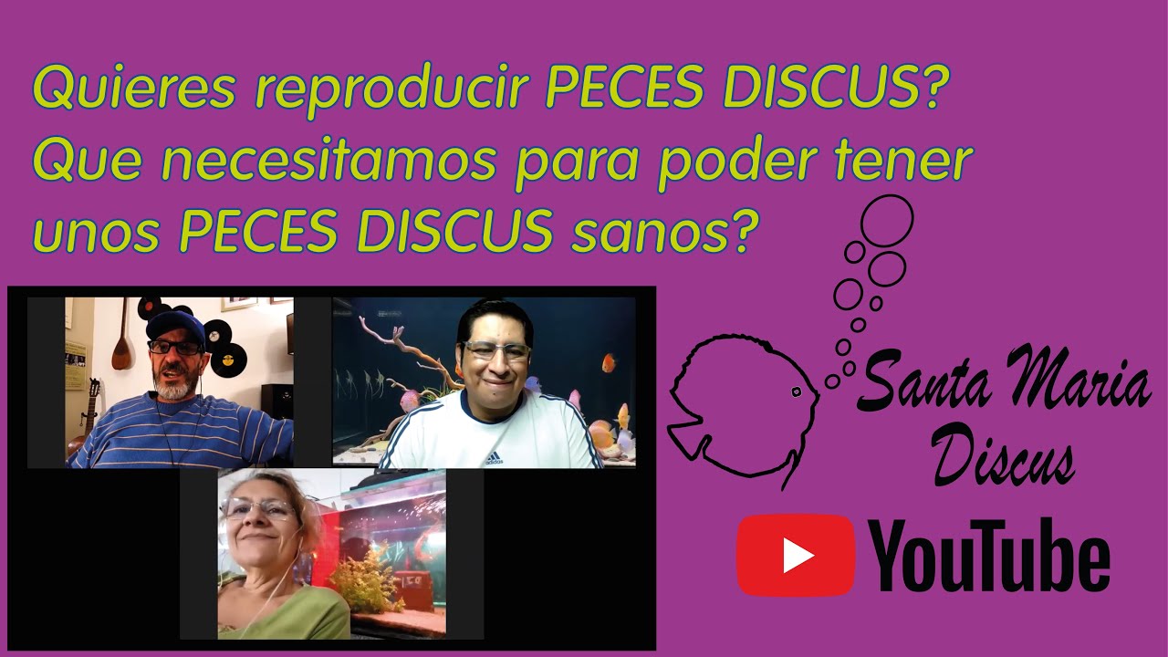 QUERES REPRODUCIR PECES DISCUS? - PREGUNTAS - SANTA MARIA DISCUS