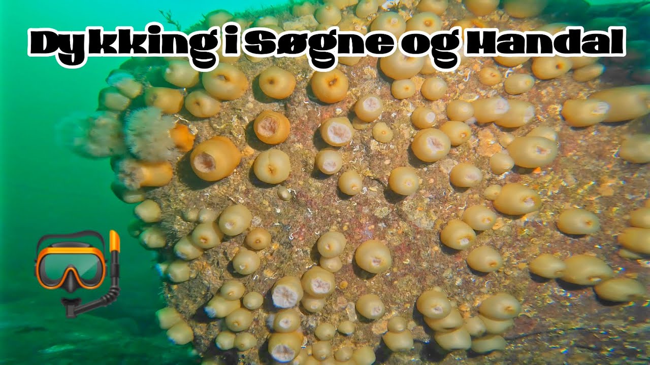 Dykking i S&oslash;gne og Mandal en helg i Februar.