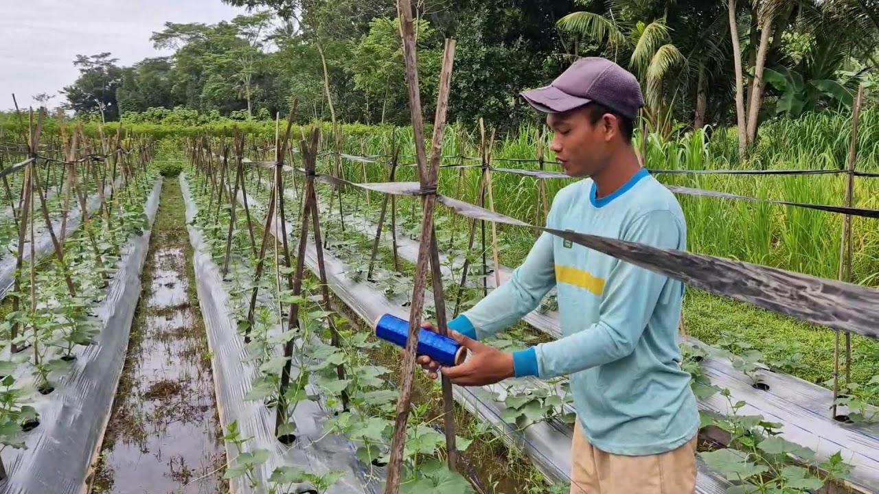 THE SECRET METHOD SMART FARMERS USE TO TIE RIBBONS IN CUCUMBER FIELDS - Agriculture Gardening