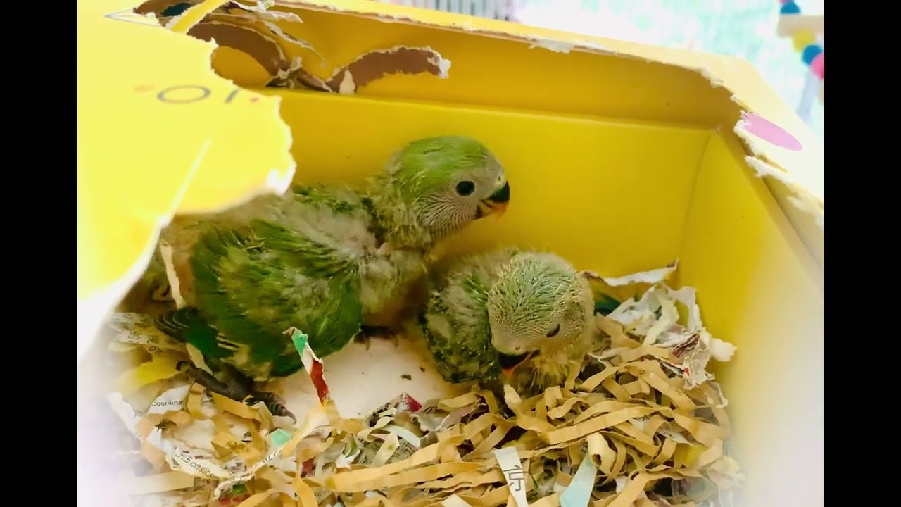 Love bird chicks playing