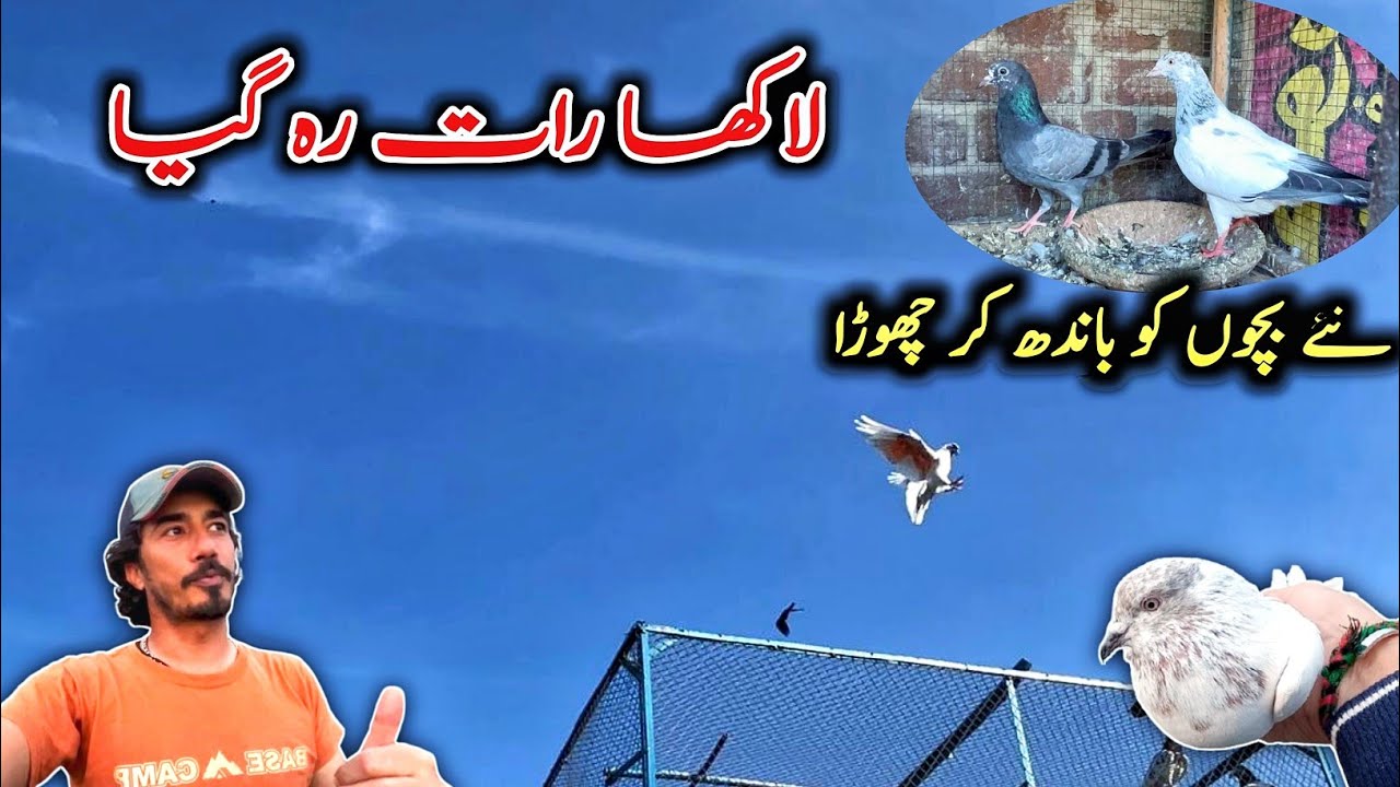 Lakha Raat Rah Gaya || #highflyingpigeonclub #pigeon #kabootar #kabutar #kabootarbazi #teddykabotar 
