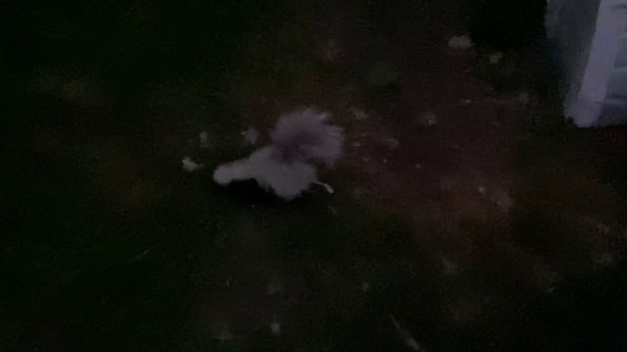 Before dawn, a juvenile skunk is eating mulberries in a Rhode Island yard, by Susilee Dean