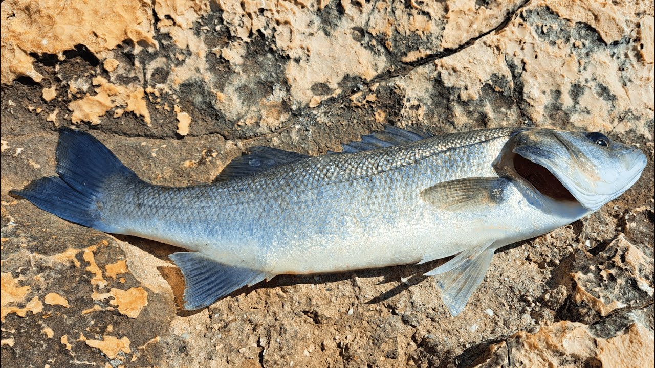 Light Spinning Croatia for Seabass and Leerfish (Ribolov brancina & lice)