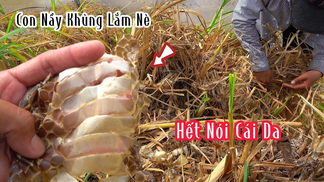 Con Rắn Đại Để Lại Lớp Da Hơn 2 Ký | Mười Thương SB