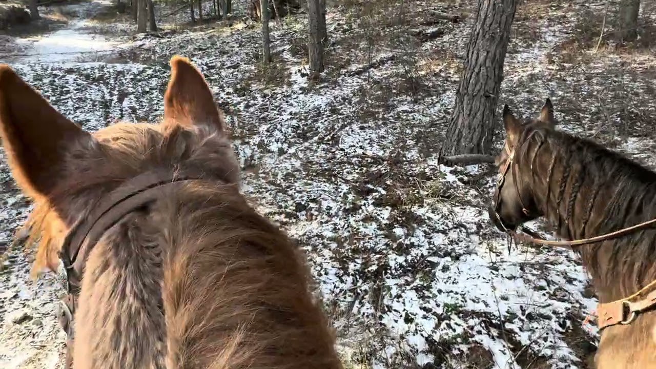 A Quiet Winter Horseback Ride | Snow on the Trail