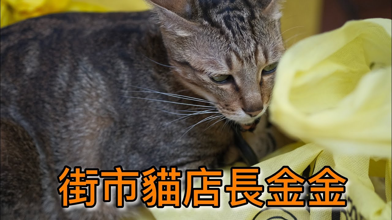 街市貓店長金金 #香港貓店長