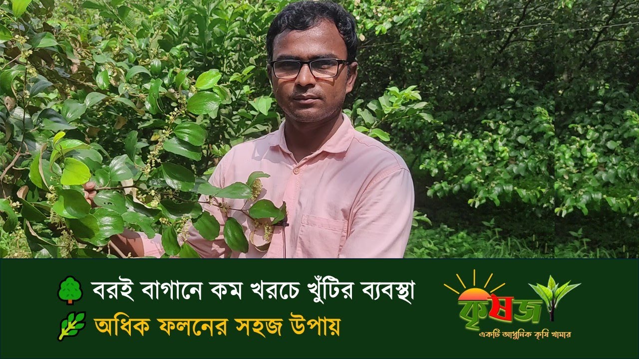বাণিজ্যিক বরই বাগানে ভালো ফলন নিতে কম খরচে স্মার্ট ব্যবস্থা 🌿 Krishoz