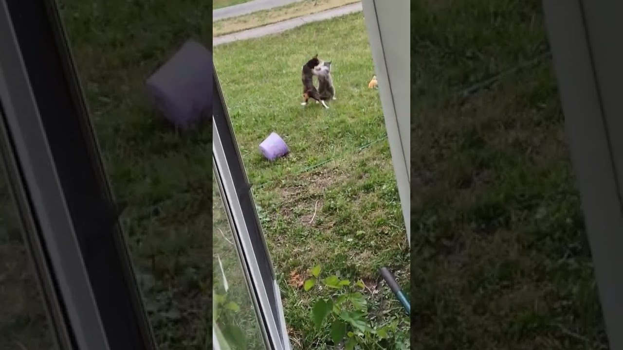cats wrestling slow motion #1