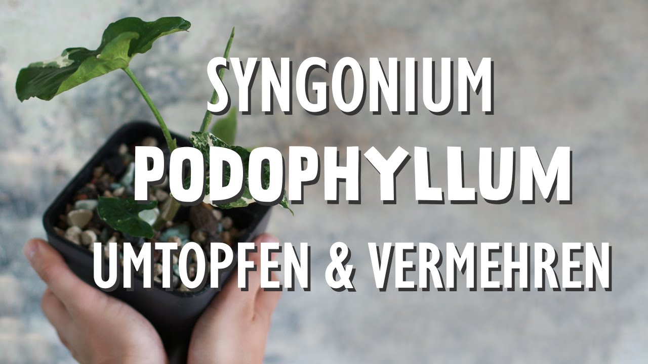 In 7 Schritten: Syngonium podophyllum variegata vermehren und in mineralisches Substrat übertragen