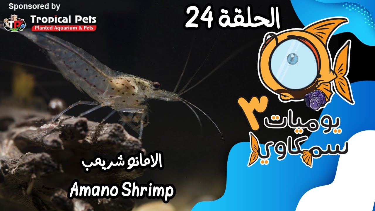 S3E24 - الامانو شريمب Amano Shrimp
