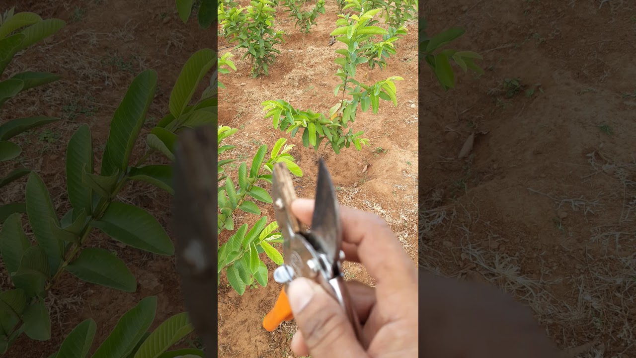 கொய்யாவை கவாத்து செய்யும் முறை எப்படி? ?