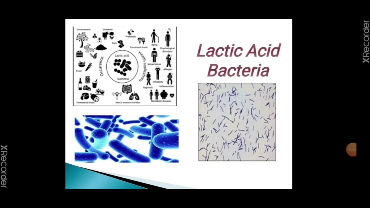 Lactic Acid Bacteria in Milk and Milk Products