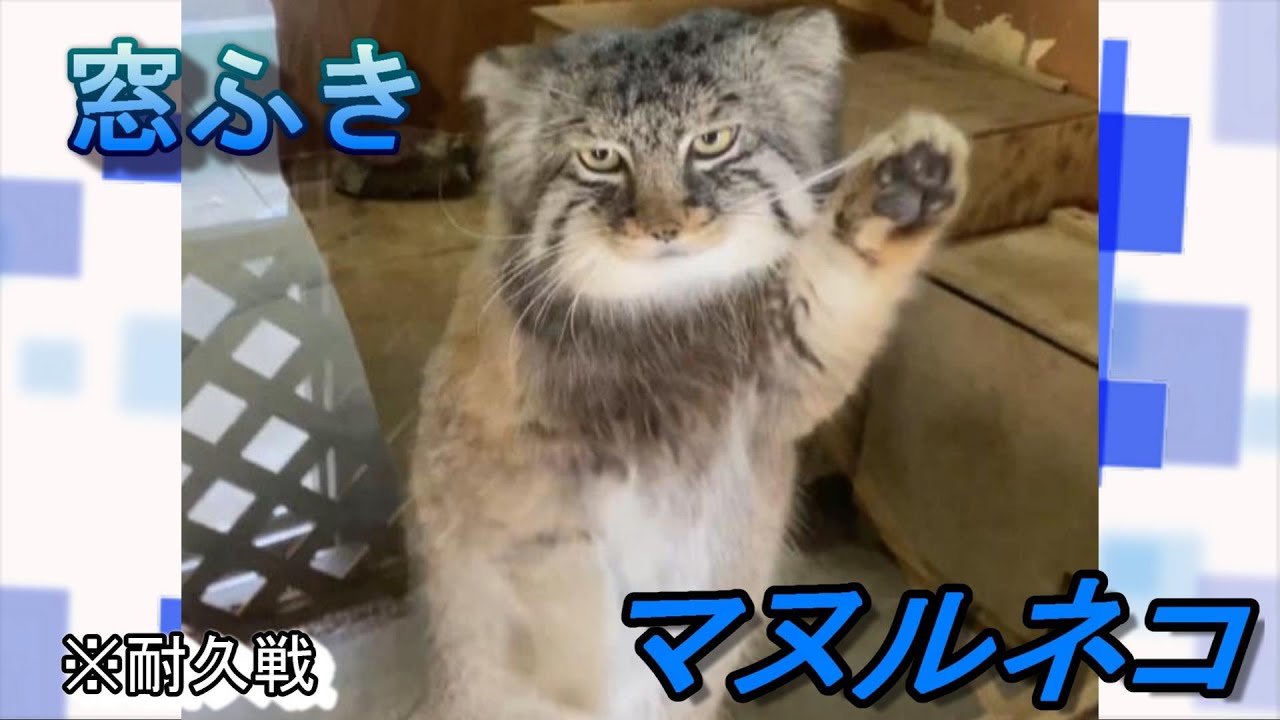 窓ふきマヌルネコ　window cleaning manul (Pallas cat)