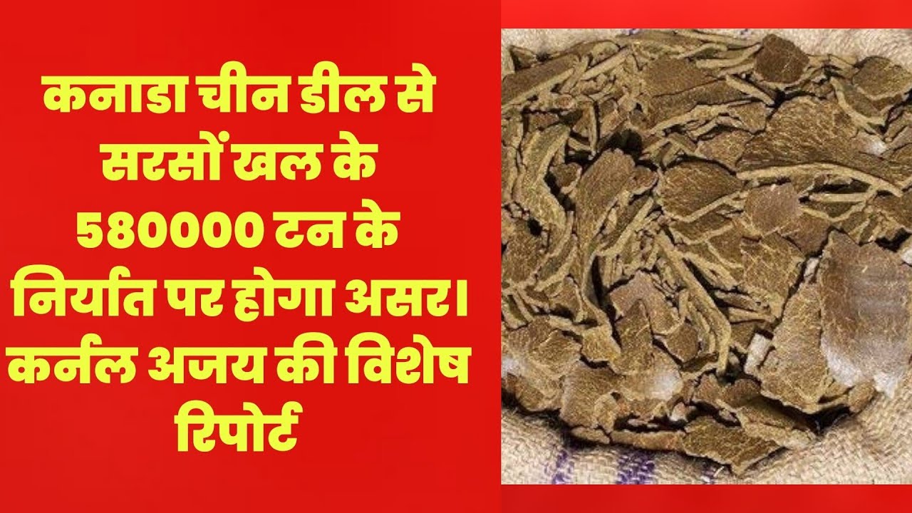 चीन और कनाडा डील से भारतीय सरसों व सरसों खल पर बड़ा खतरा कर्नल अजय की विशेष रिपोर्ट