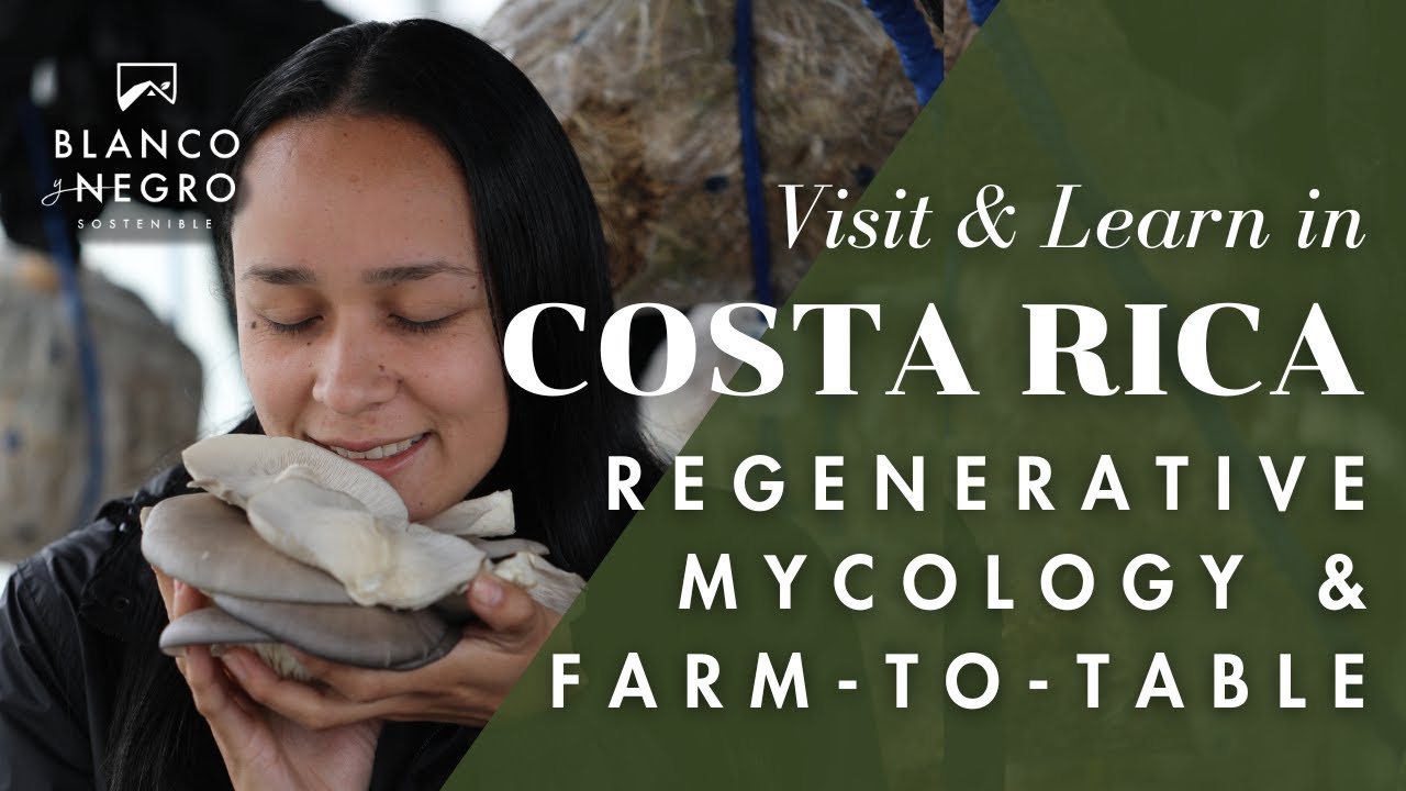 How to Grow Mushrooms Sustainably - Regenerative Mycology at Blanco y Negro, Costa Rica