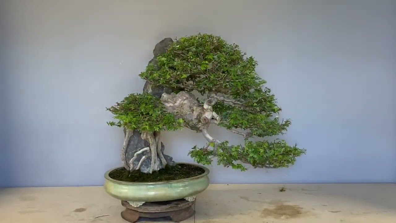 Trabajo de defoliado, pinzado y poda en un Acer buergerianum.
