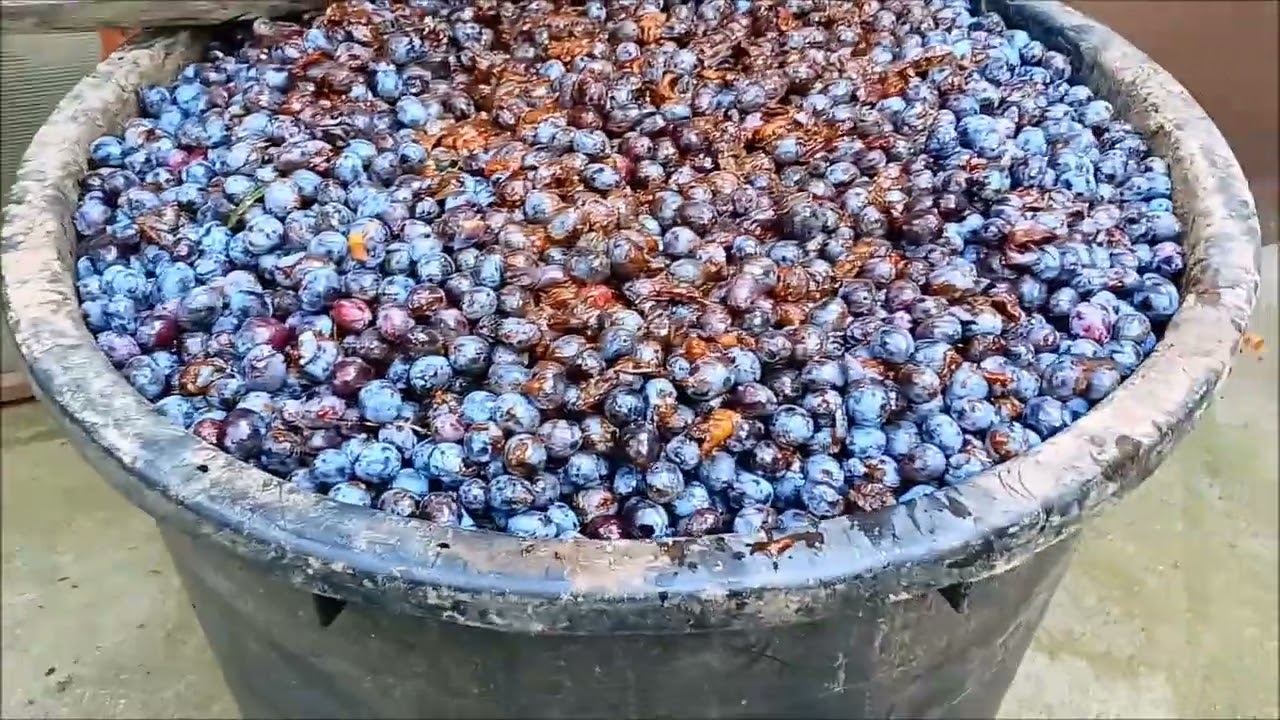 Prune macinate avantaje si dezavantaje