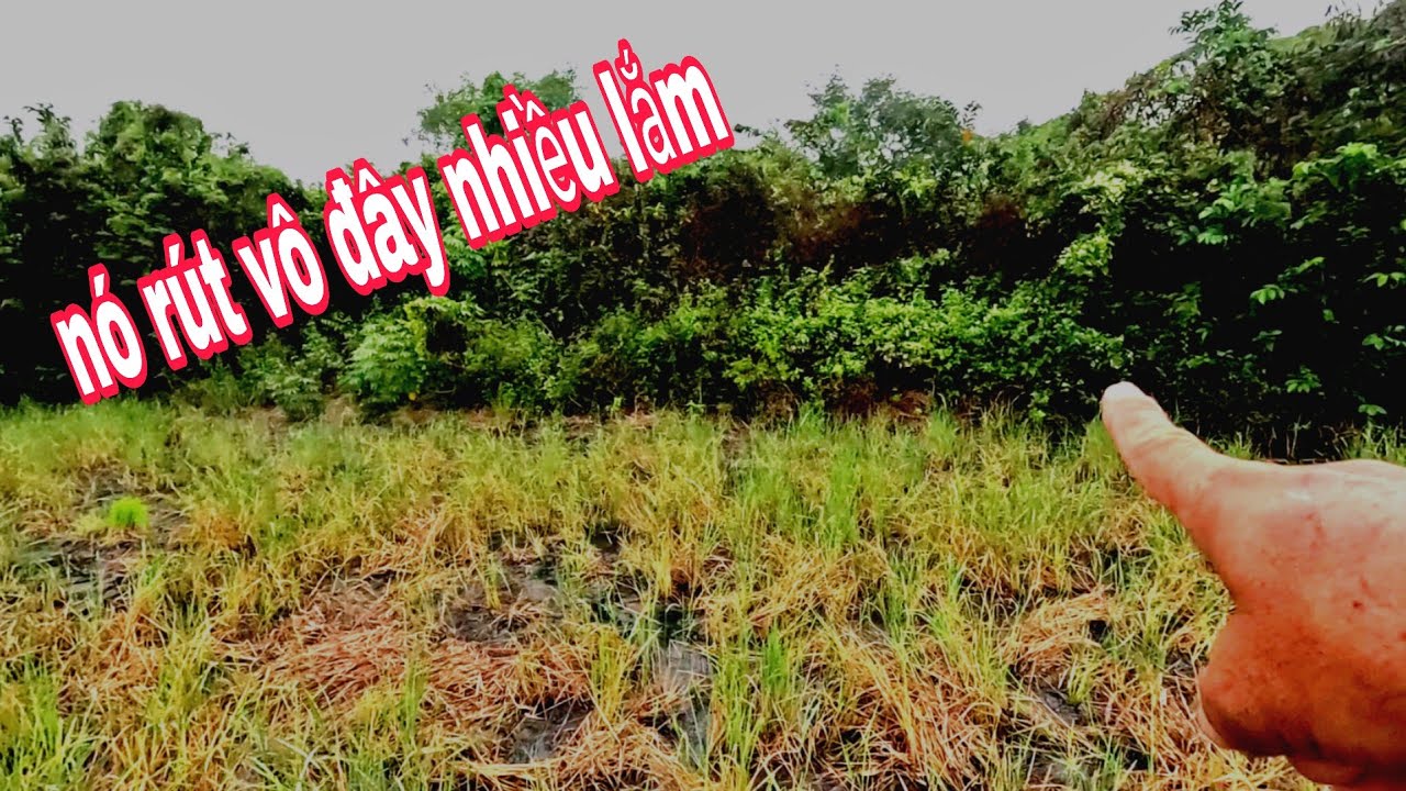 Khủng khiếp bầy chuột lứa nầy rồi 