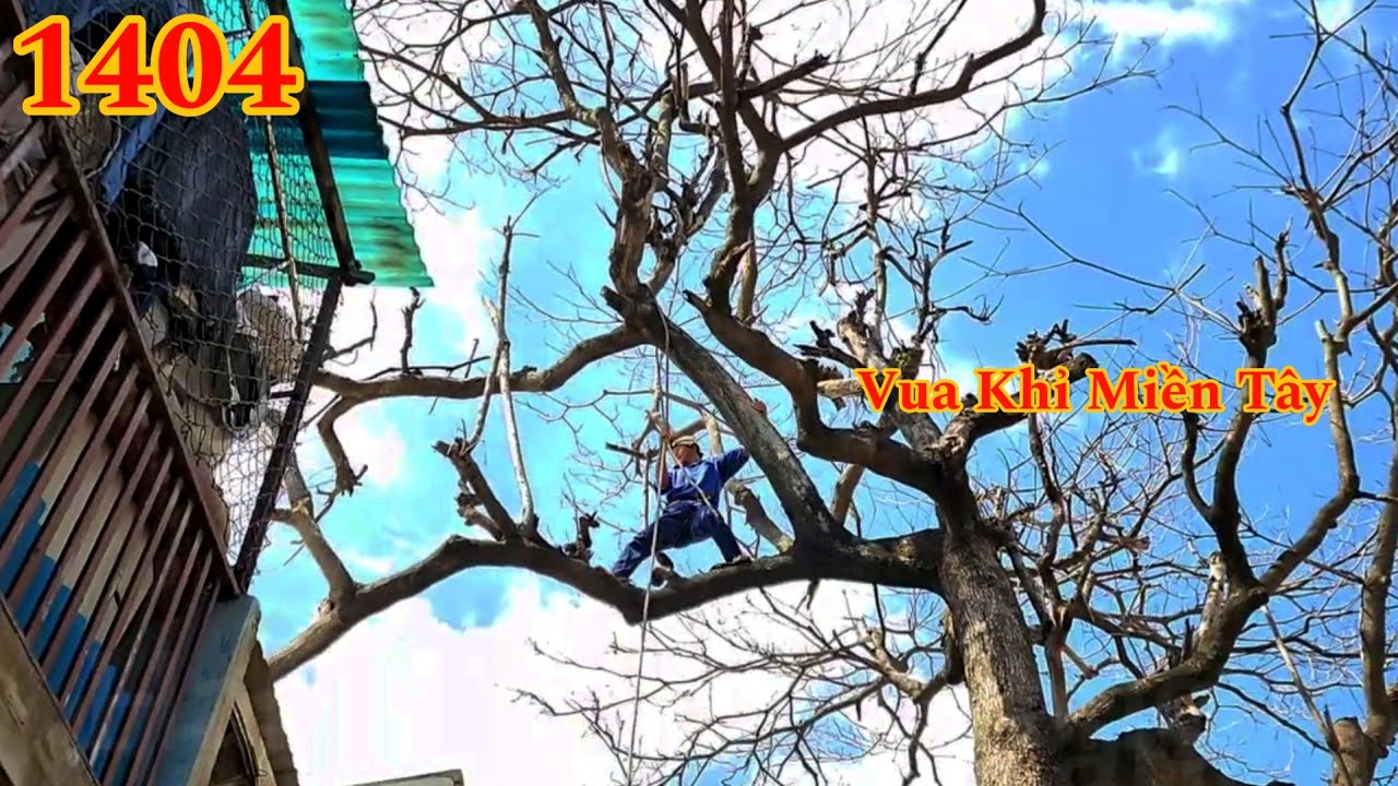 Full : Cây Bàng c.hết khô ăn vào ngôi mộ và Vua Khỉ Miền Tây Cutting tree