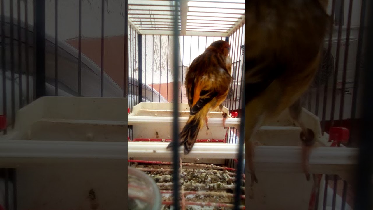 mixto jilguero reclamo cantando campero aire libre