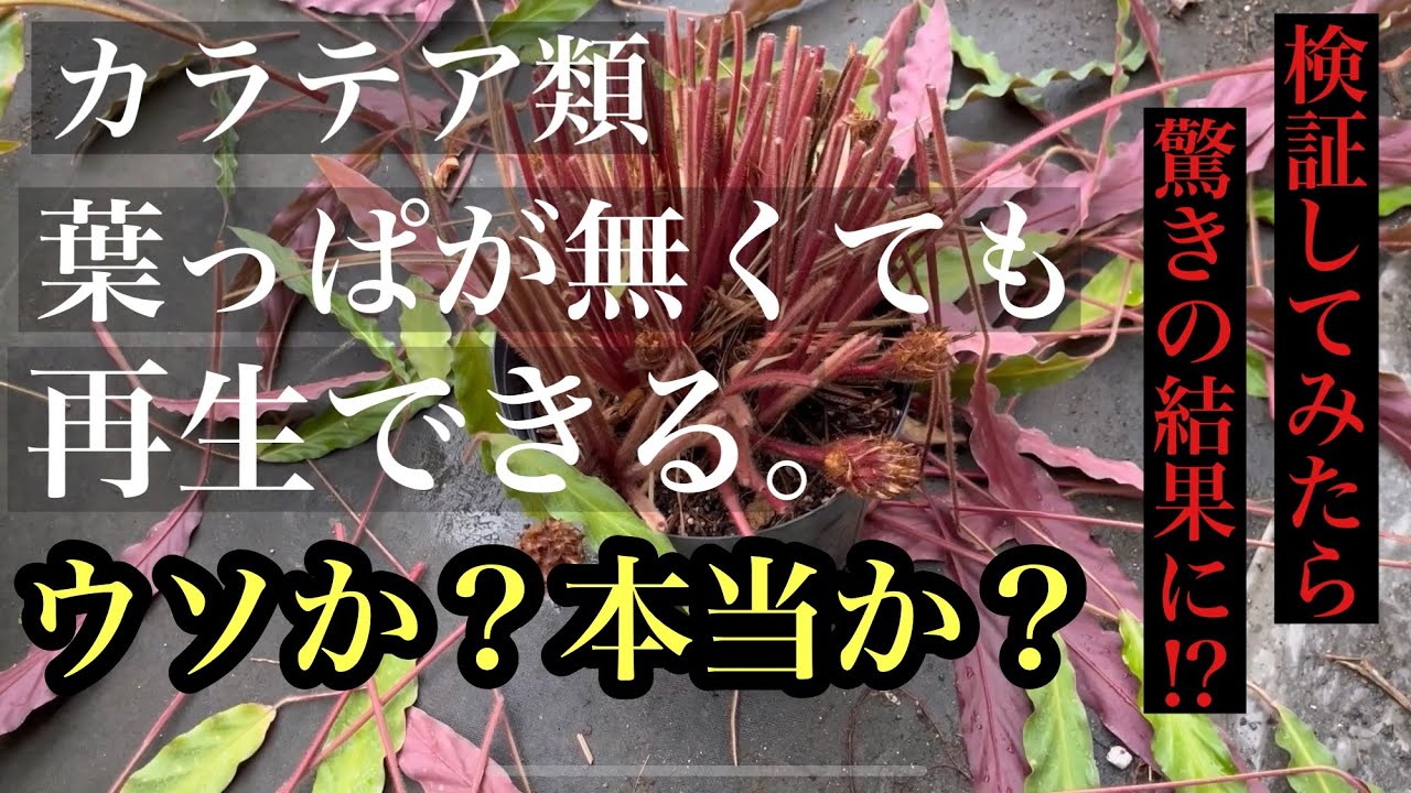 カラテア仰天再生！そんな事して大丈夫なの⁉︎2ヶ月後迄公開