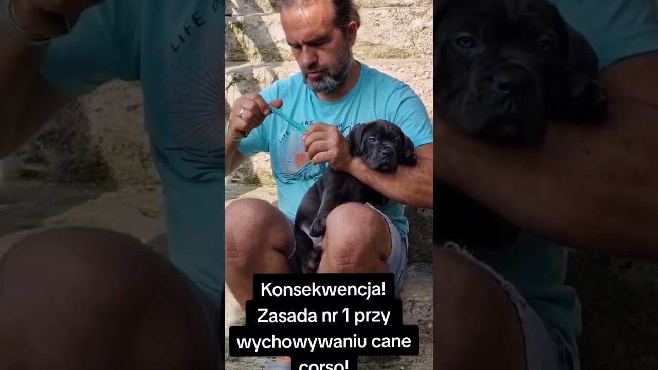 Zasada nr 1 w wychowaniu Cane Corso! #invertocorso #canecorso #rules #trending #szkoleniepsow #dogs