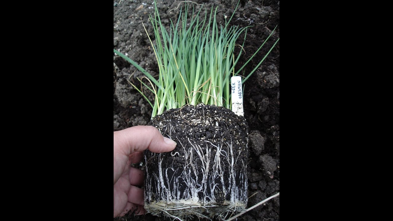 sowing our first pot leeks,jan 2021