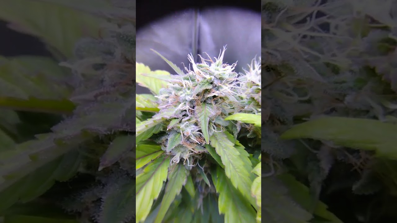 Purple Queen 💜.... Royal Queen Seeds