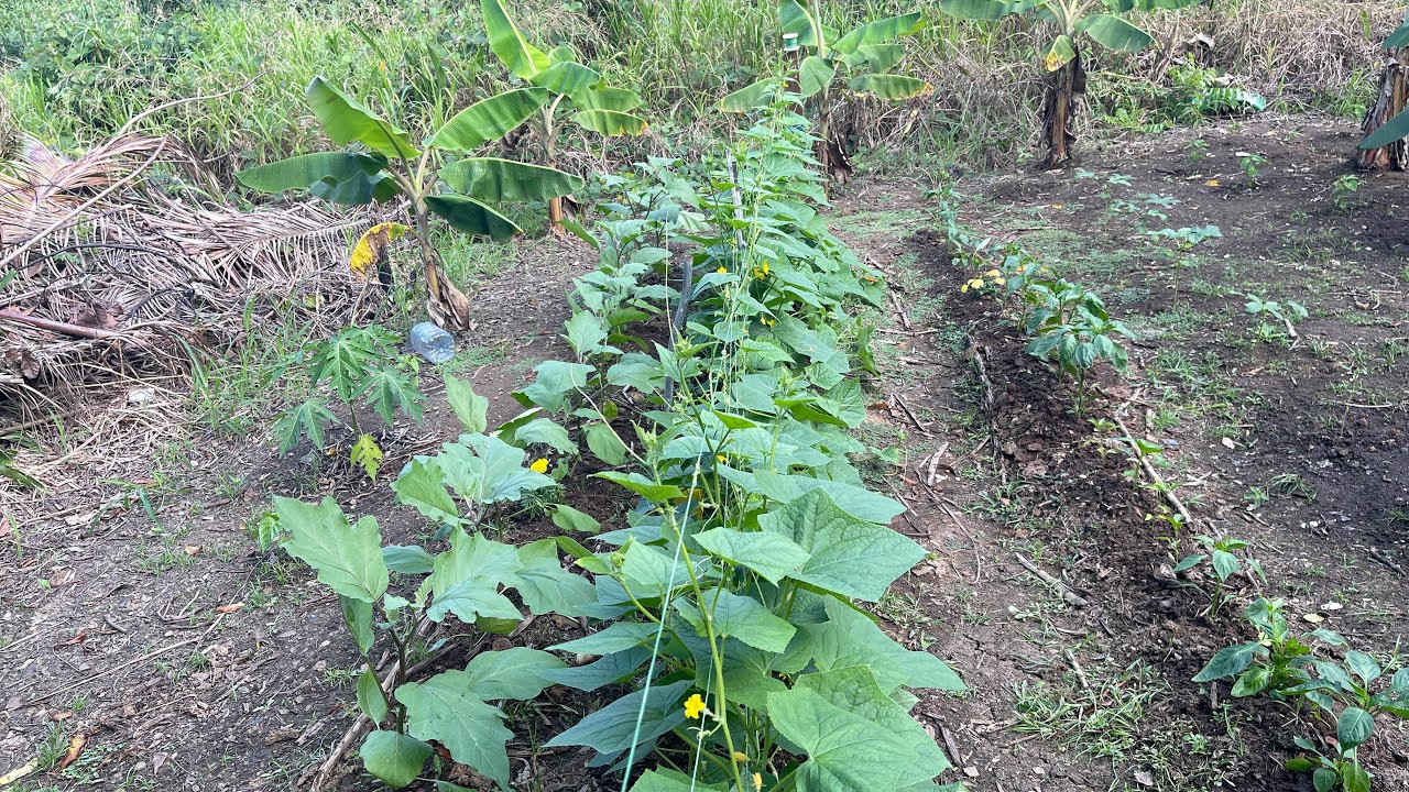 Garden update 2026 
