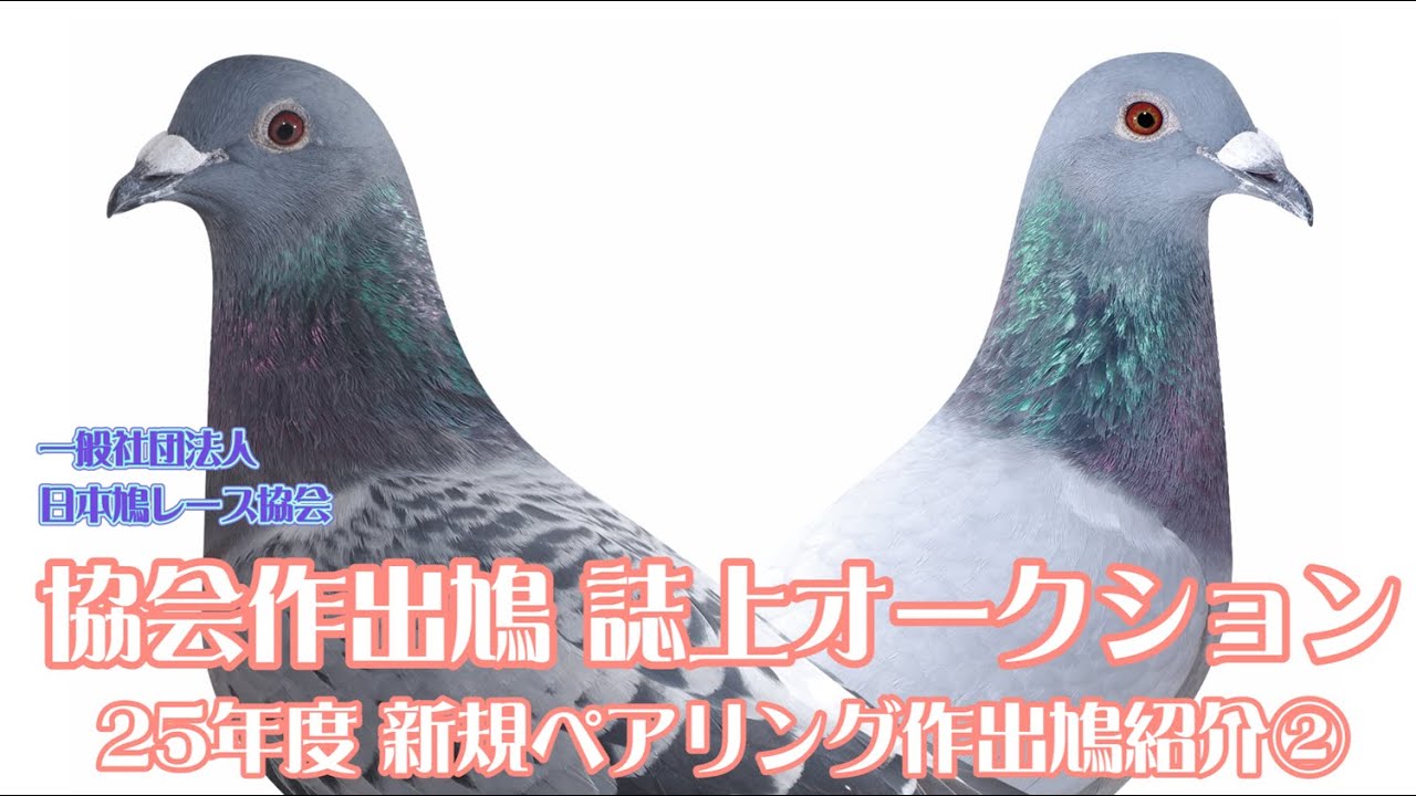 2025年度 協会作出鳩 誌上オークション 新規ペアリング紹介②