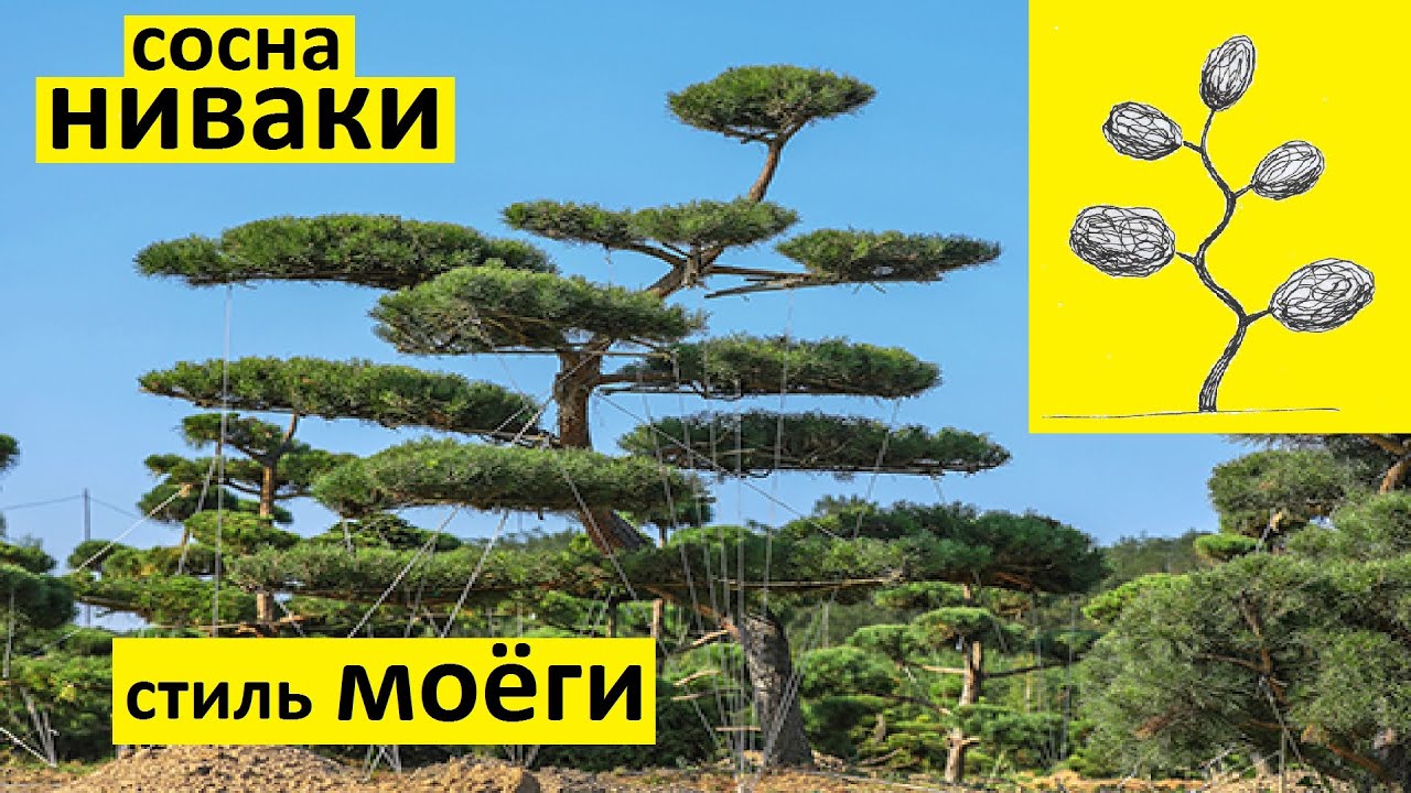 Сосна ниваки с изогнутым стволом в стиле моёги два изгиба в четвёртый сезон формировки.