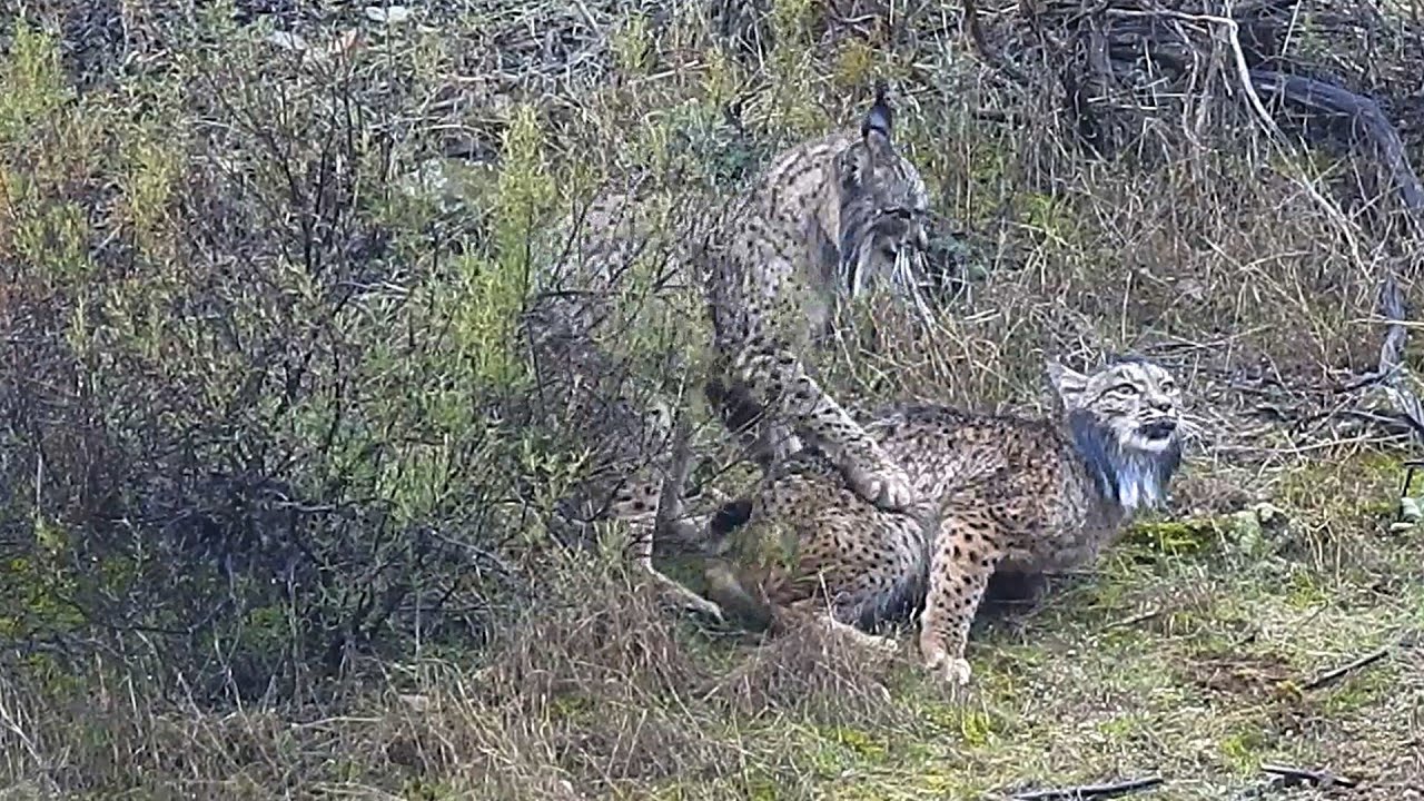 Lince ibérico. Cópula. Sierra de Andújar.