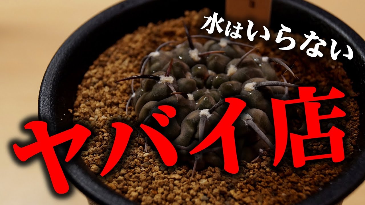 観葉植物がとことん萎びているお店。間違ってはいないけど・・・