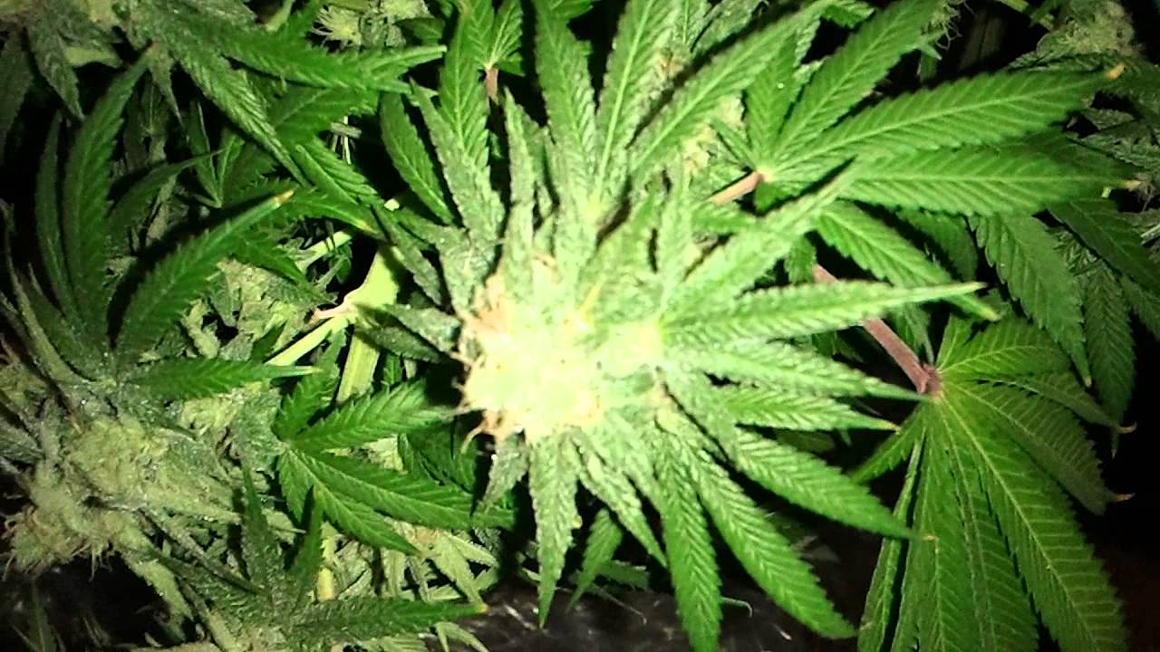 Day 45 of Flower...
