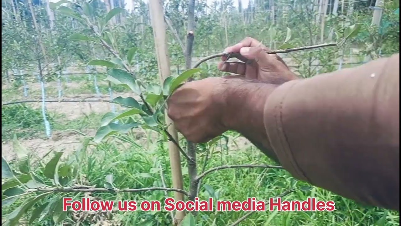 Bending In M9 uHDP orchards/Tōwsêêf Bashir