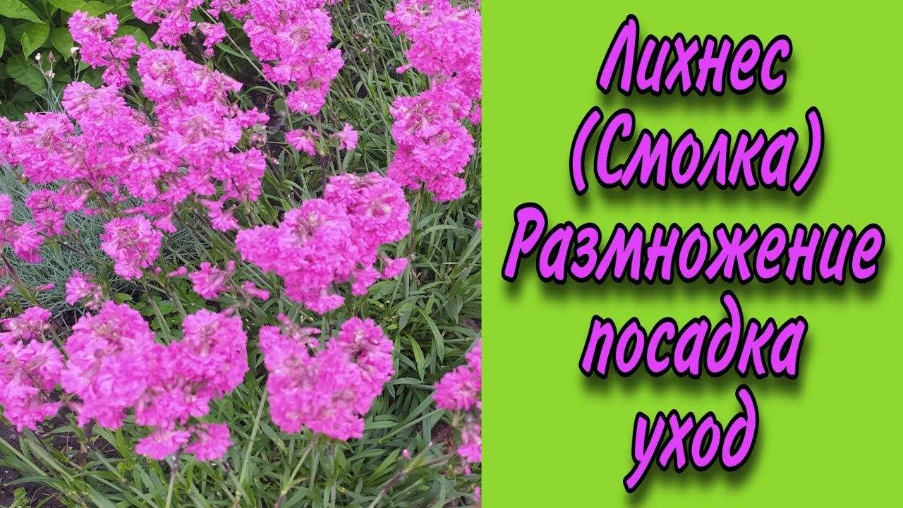 Лихнес (Смолка) . Размножение Посадка Уход.