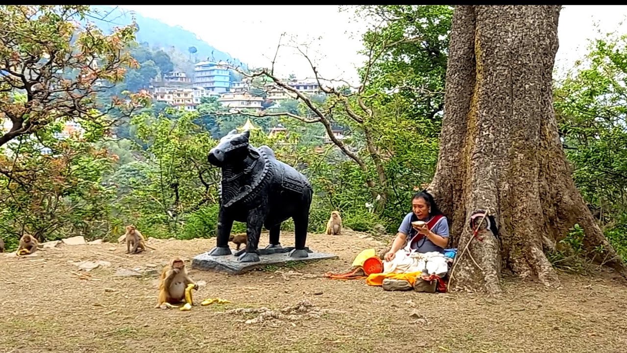 Dream prophecy  Chodtsok with Tso pema Monkeys