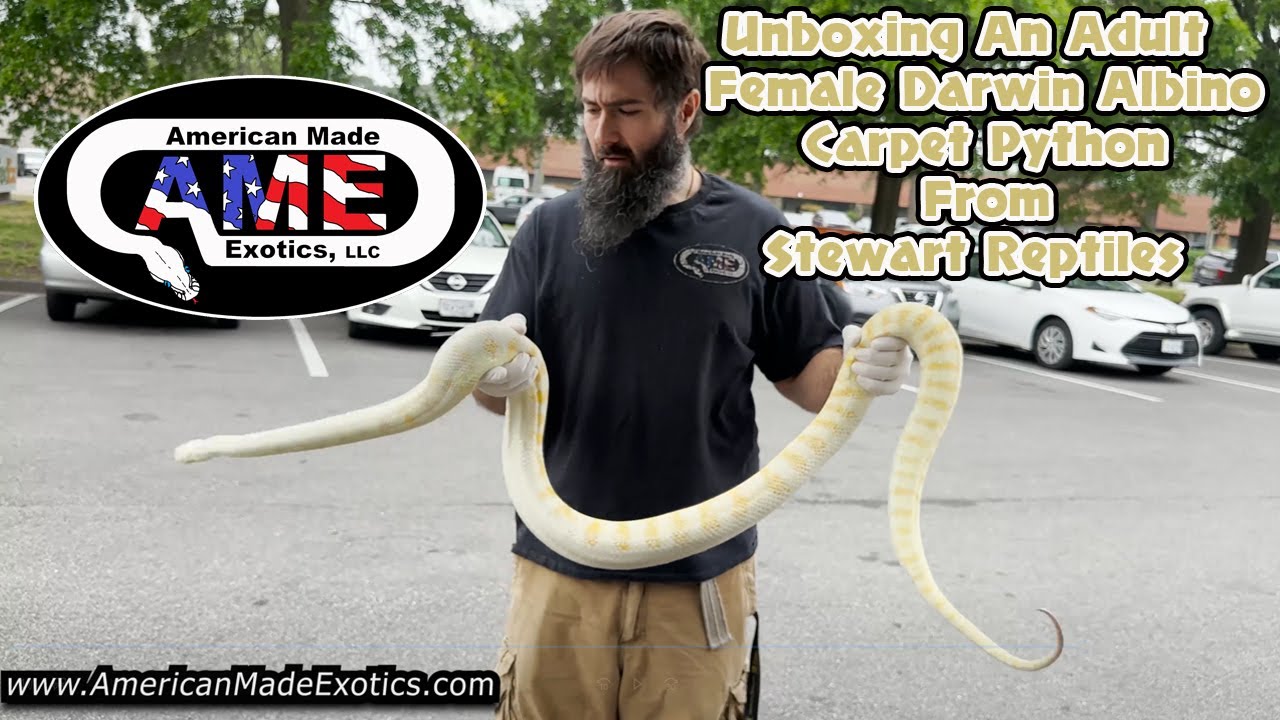 Unboxing An Adult Albino Darwin Albino Carpet Python From Stewart Reptiles AME v21