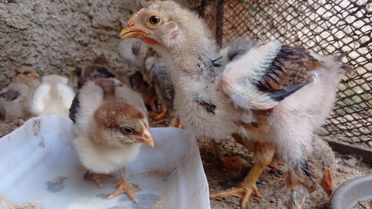PINTINHOS BRAHMA COM 22, 38 e 48 DIAS/ Como Indentificar Macho ou Fêmea?