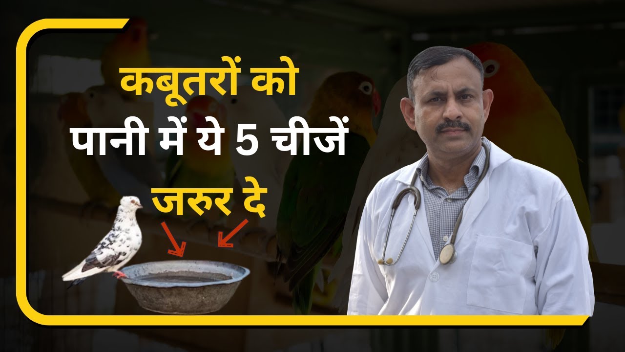 कबूतरों को पानी में ये 5 चीजें जरूर दे | Pigeon Water Care Tips | Dr Nagender Yadav