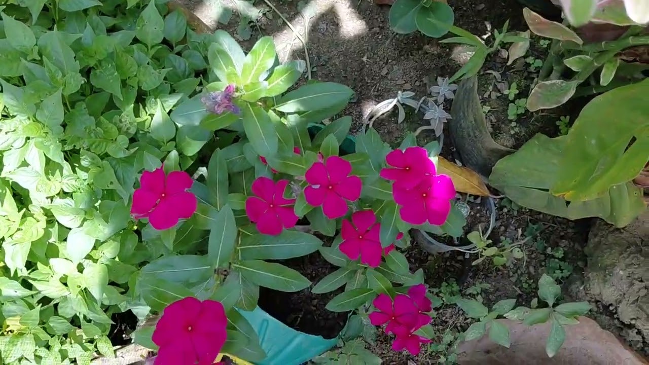 MUITO SOL + AS PLANTAS ESTÃO MORRENDO#verão # sitio #natureza 