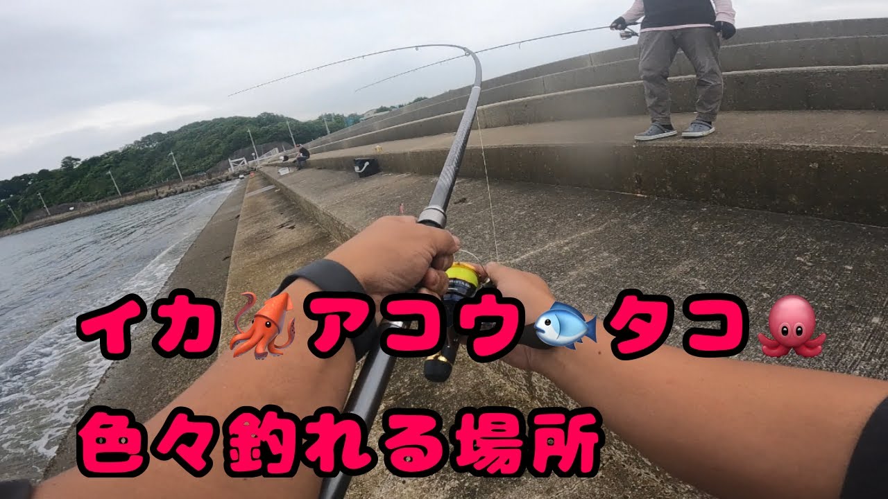 【春イカ】南大阪で色々釣れる最高な場所で今日も釣り