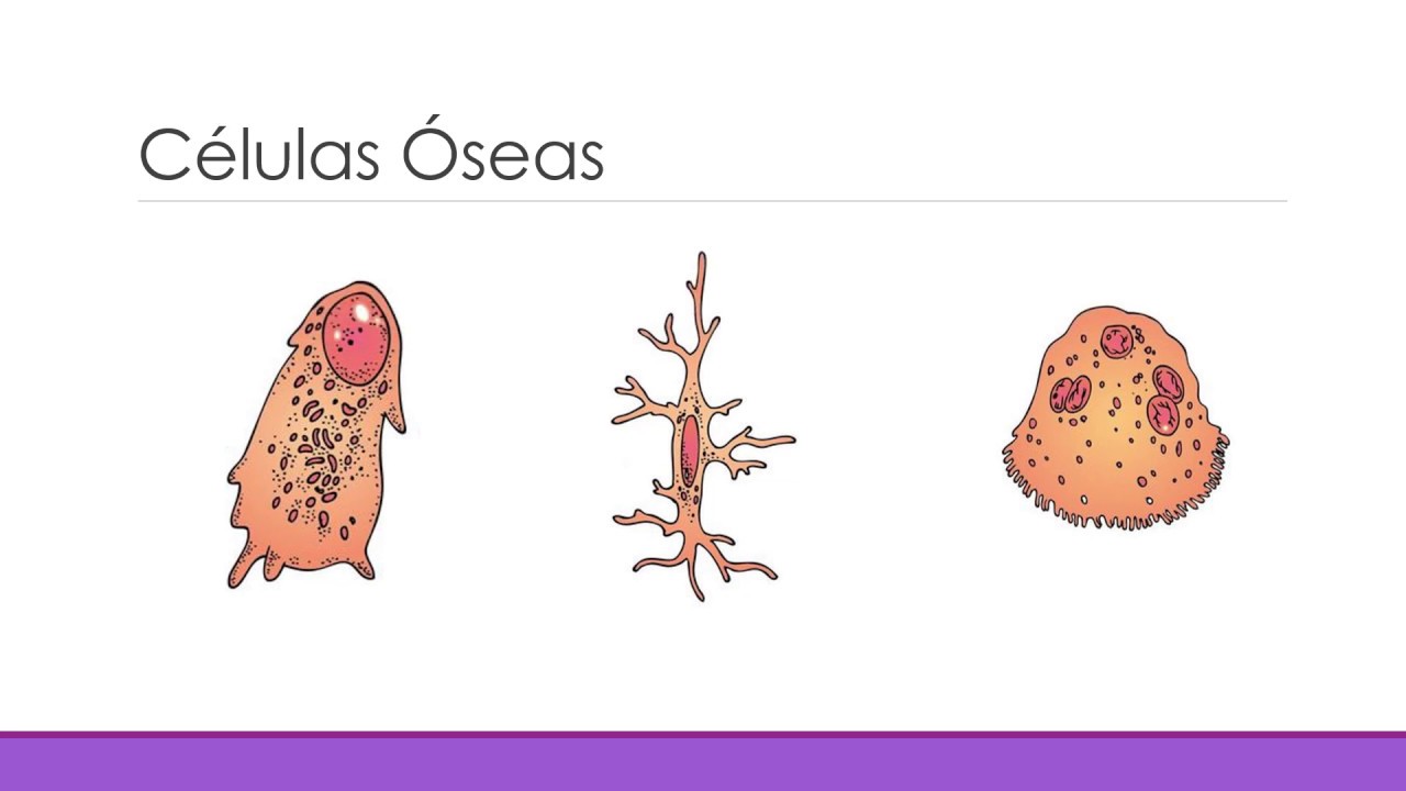 Células óseas